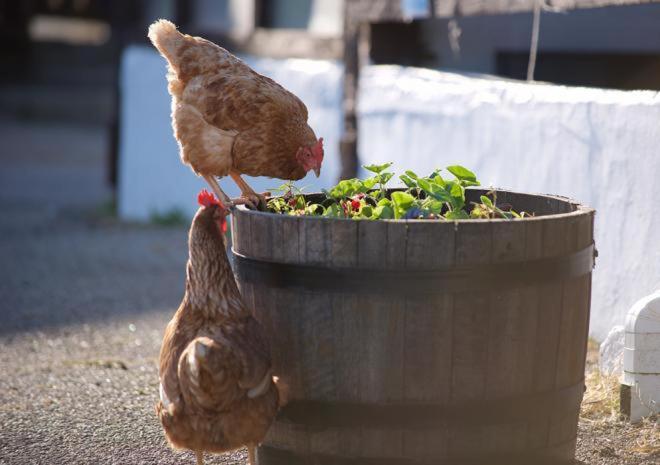 Rosefinch Sleeps 2 Persons-Private Hot Tub-Tranquil Holiday Away From It All Yet Not Far From St Austell- The Holiday Home Has One Bedroom, Living And Dining Area, Equipped Kitchen-Decking-Outdoor Furniture-Fishing Lakes-Non Pet Unit Exterior photo
